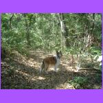Belle at Fort Clinch.jpg